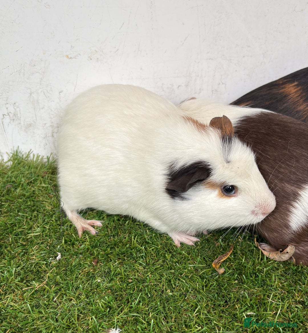 Guinea Pig rodents for sale: Female baby guinea pigs  - Image 23