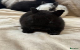 Netherland Dwarf rabbits for sale: 6 Adorable Netherland Dwarf Bunnies  - Image 7