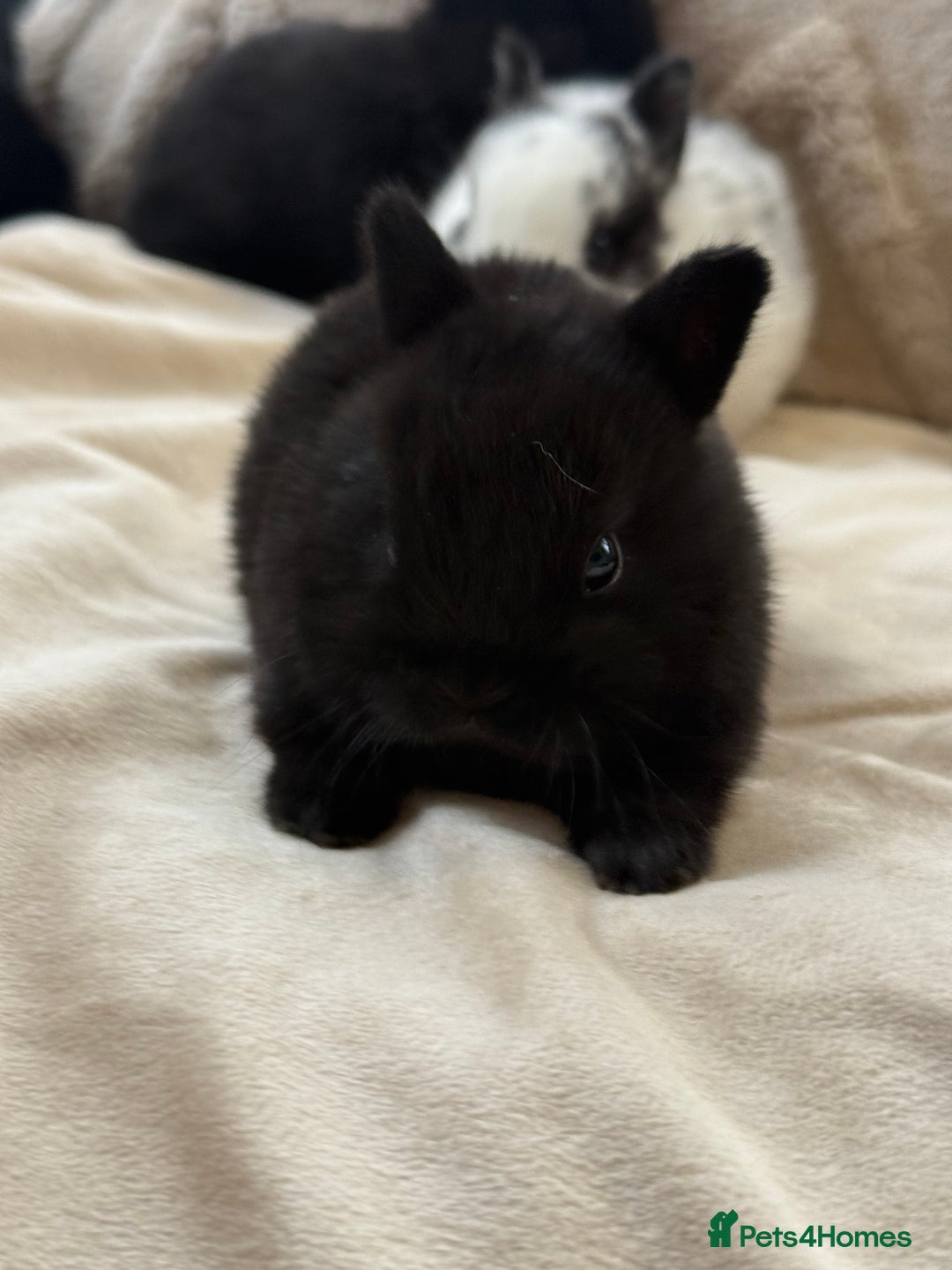 Netherland Dwarf rabbits for sale: 6 Adorable Netherland Dwarf Bunnies  - Image 7