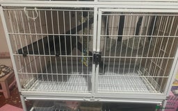 Rat rodents for sale: Heidi and Pheobe (with cage) - Image 4