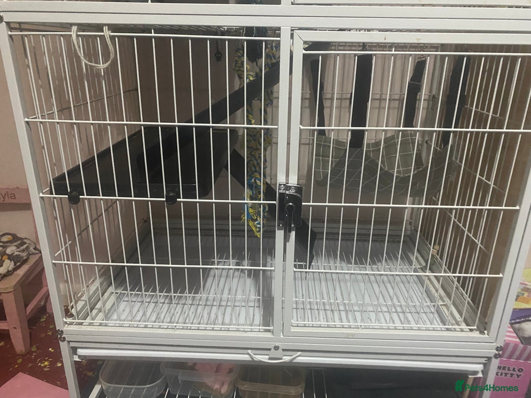 Rat rodents for sale: Heidi and Pheobe (with cage) - Image 4
