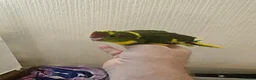 Mixed Breed birds for sale: Tame Kakariki and cockatiel chicks  - Advert 21
