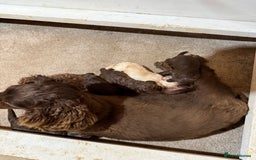 Cockapoo dogs for sale: F1 Cockerpoo’s  - Image 12