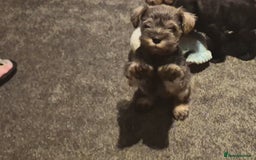 Miniature Schnauzer dogs for sale: Miniature Schnauzer puppies kc reg Ready to view - Image 2