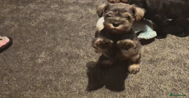 Miniature Schnauzer dogs - Advert 4