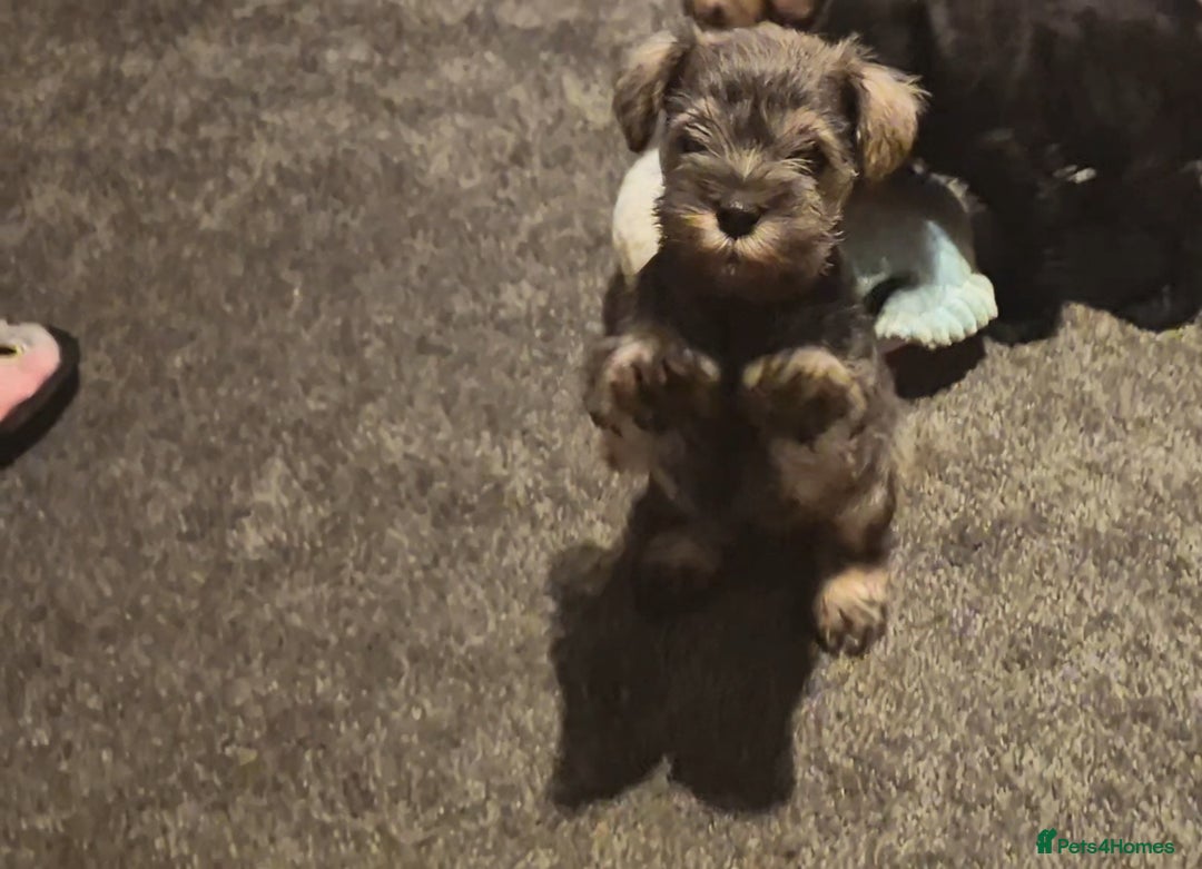 Miniature Schnauzer dogs for sale: Miniature Schnauzer puppies kc reg Ready to view - Image 2