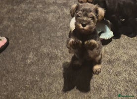 Miniature Schnauzer dogs - Advert 1