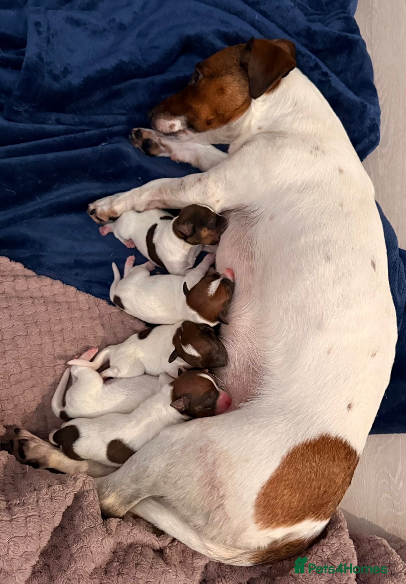 Jack Russell dogs Miniature jack russel puppies - Advert 8