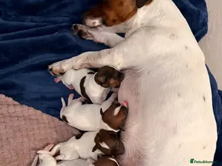 Jack Russell dogs Miniature jack russel puppies - Advert 8