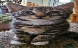 Mixed Breed cats for sale: Cute male kitten looking for a loving home - Image 10