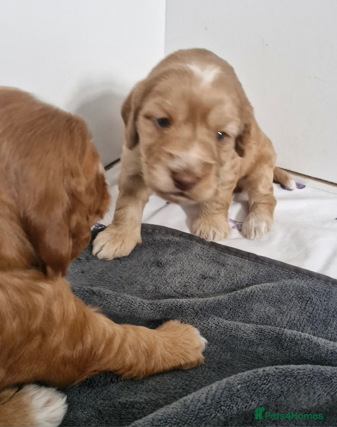 Cockapoo dogs for sale: Beautiful Cockerpoo Puppies - Advert 2