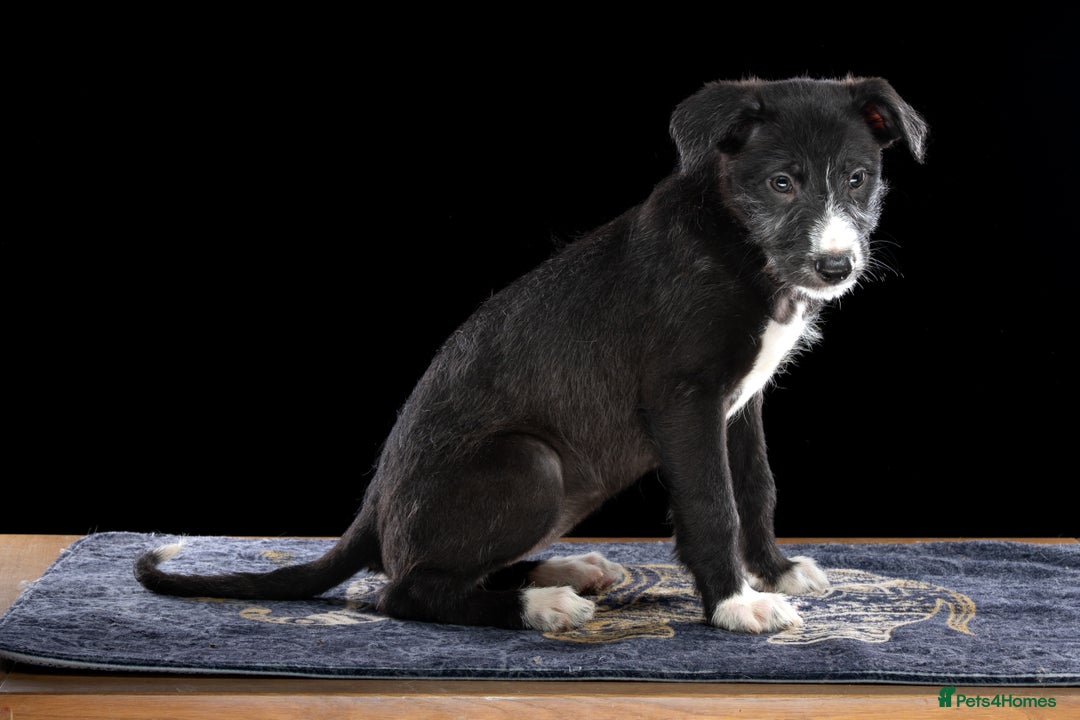 Lurcher dogs for sale: Lurcher Puppies for Sale - Advert 11