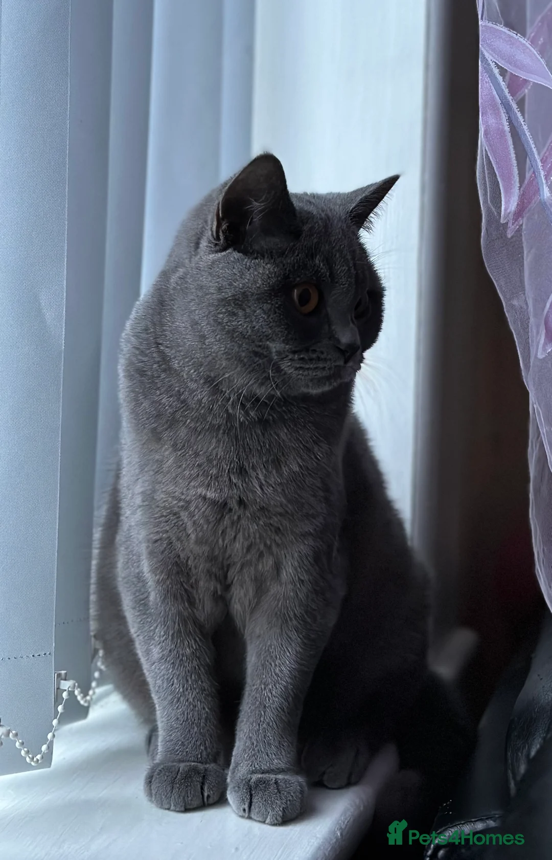 British Shorthair cats for sale: British shorthair female cat - neutered.  - Advert 2