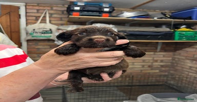 Cocker Spaniel dogs - Advert 15