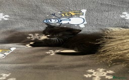 Mixed Breed cats for sale: Kittens  - Image 16