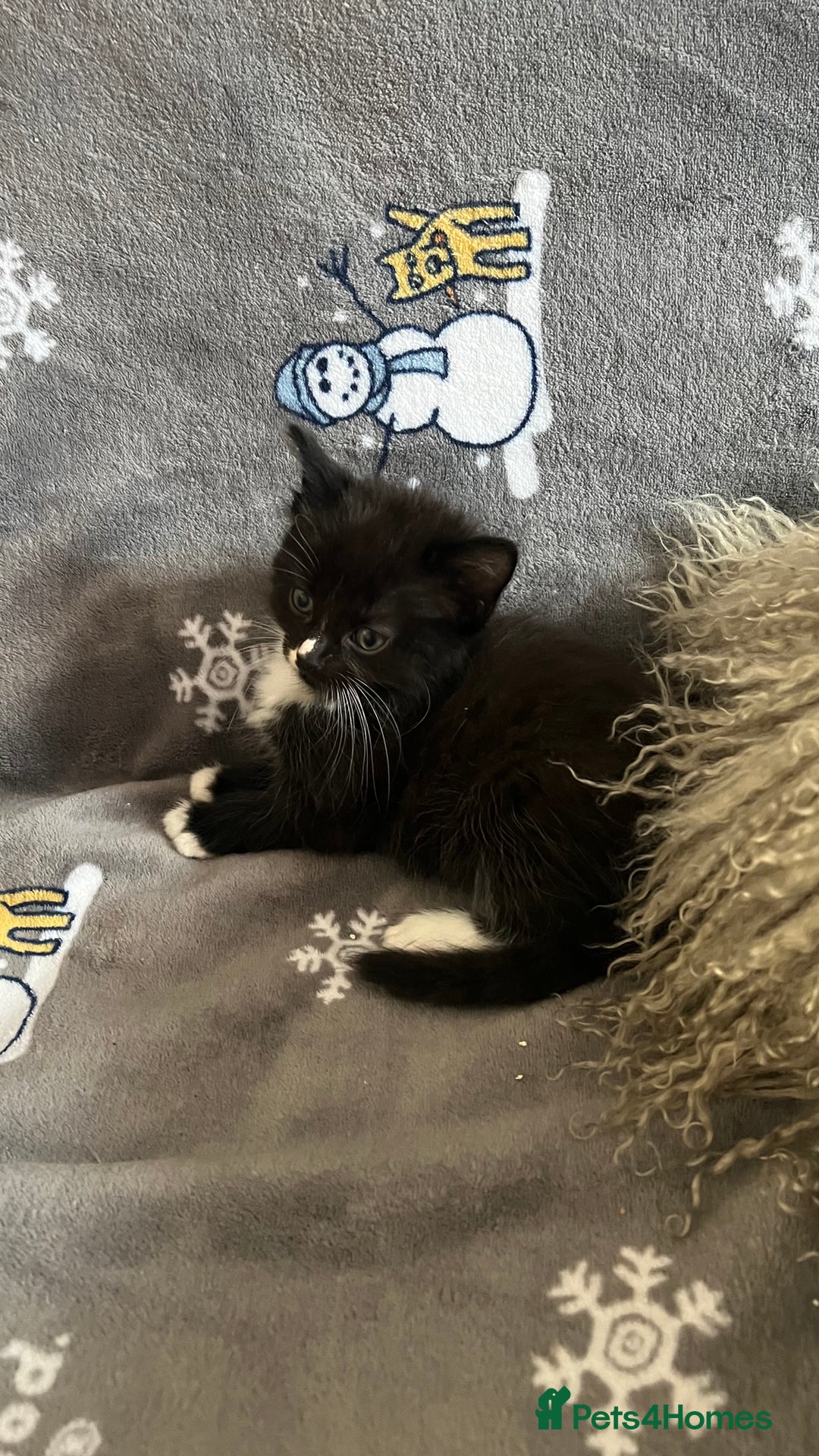 Mixed Breed cats for sale: Kittens  - Image 16