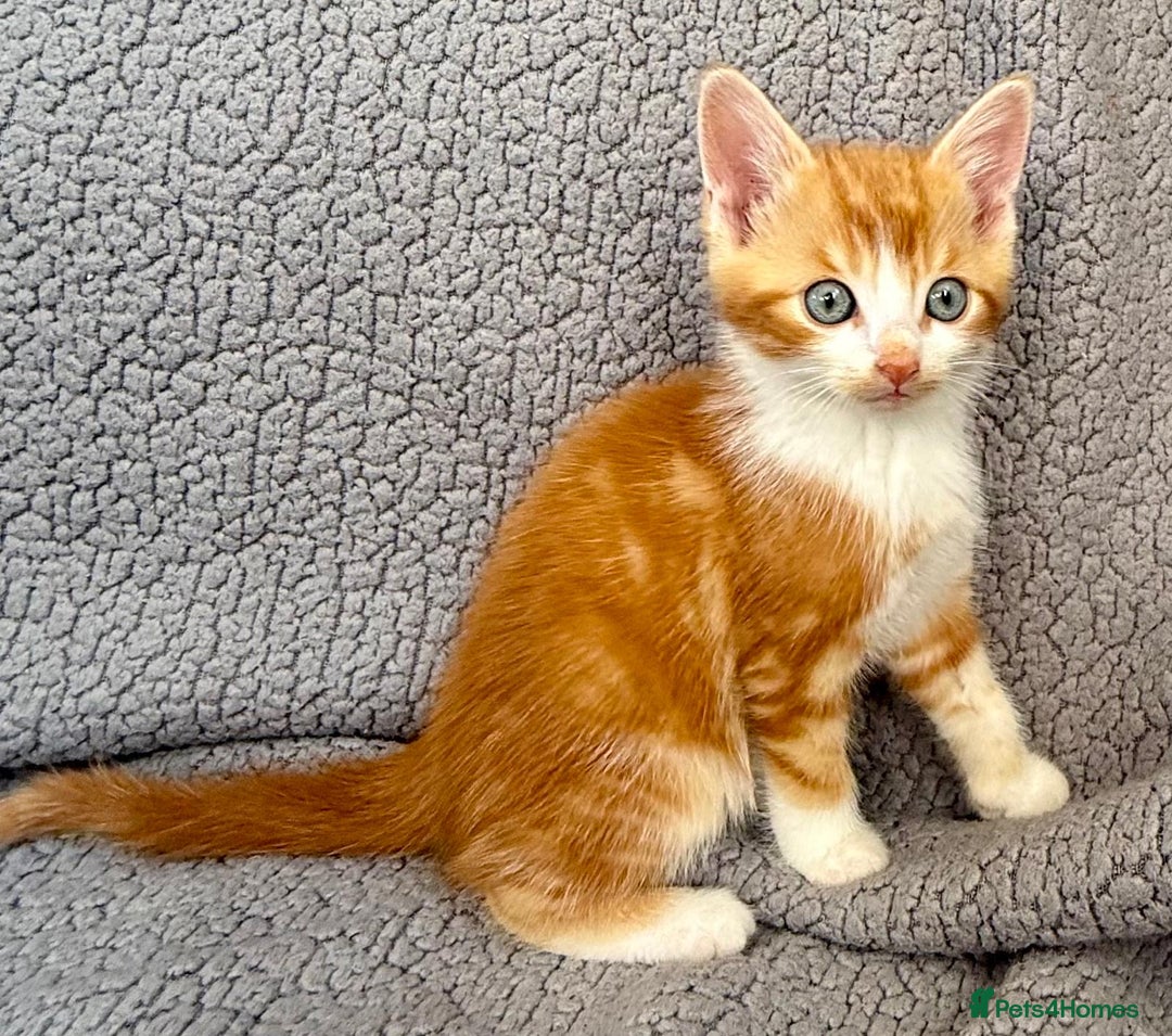 Mixed Breed cats for sale: STUNNING BOY AND GIRL KITTENS - Image 6