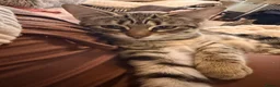 Savannah cats for sale: F4 savannah kittens ready to go - Advert 2