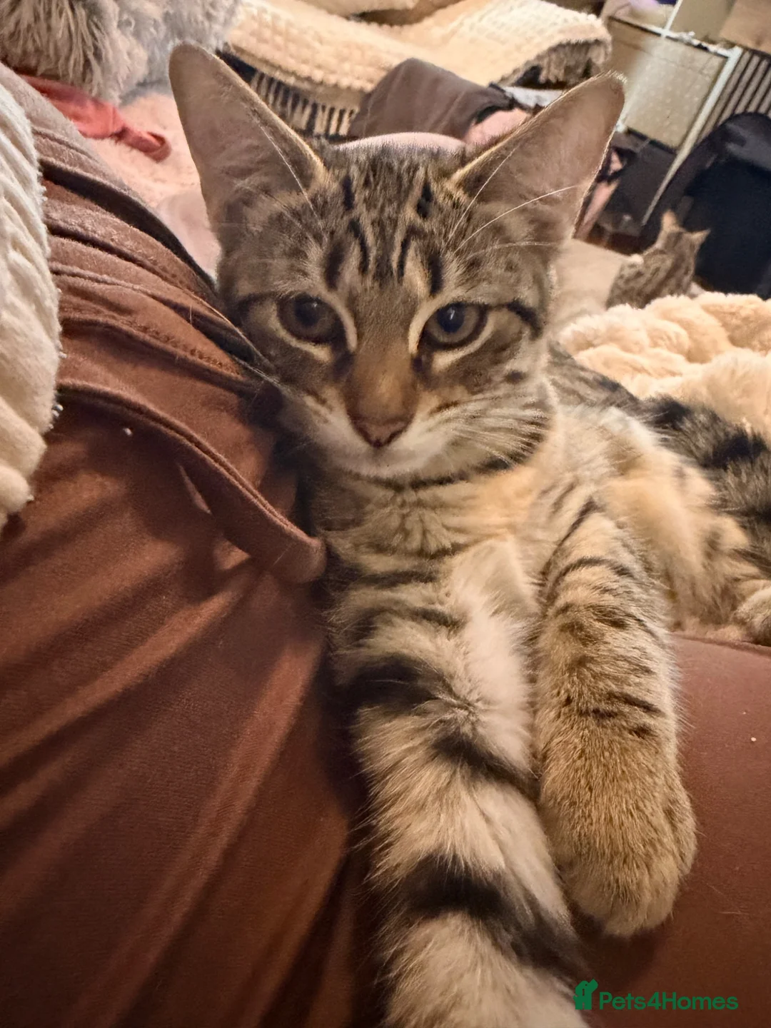 Savannah cats for sale: F4 savannah kittens ready to go - Advert 2