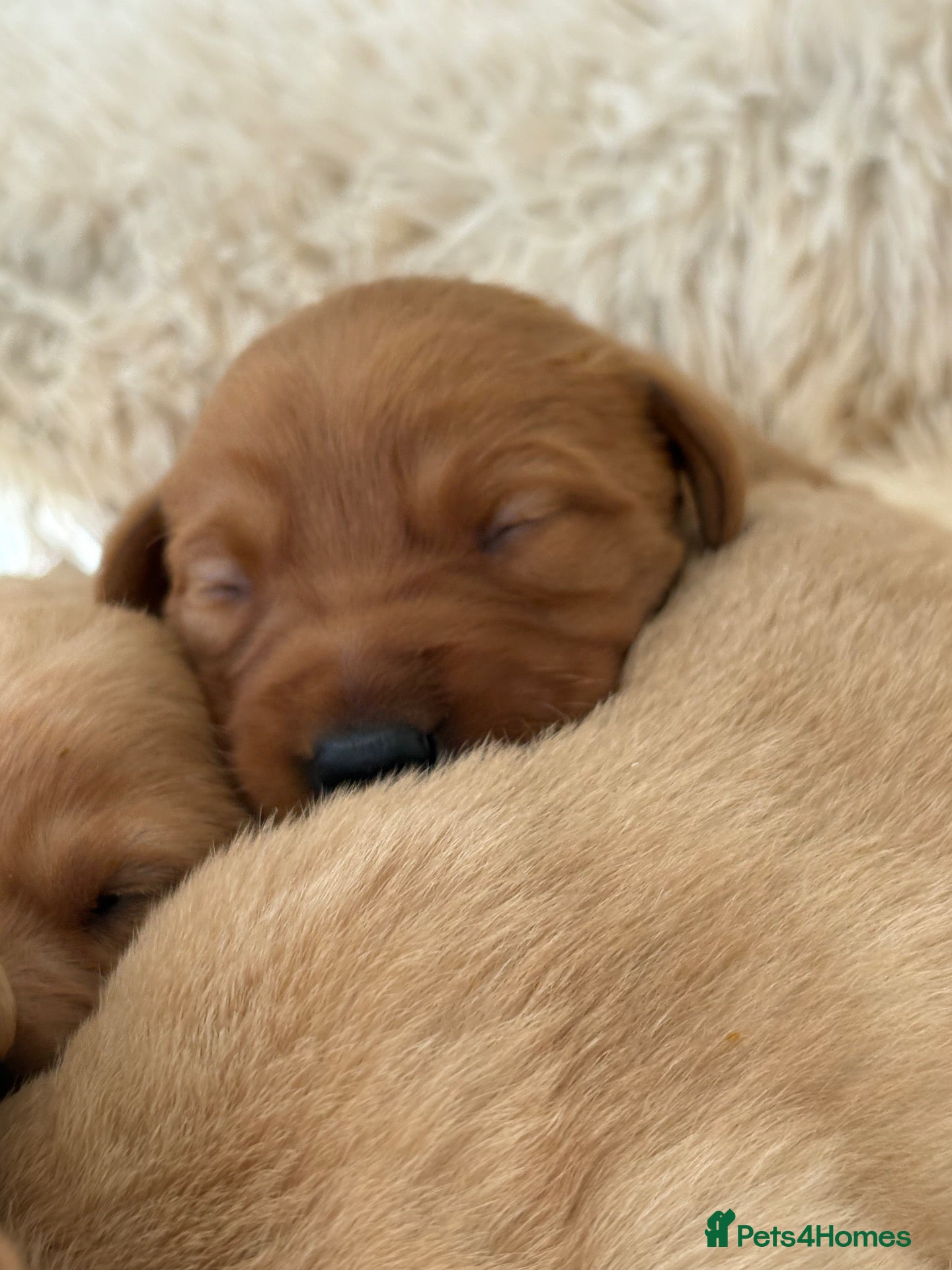 Labrador Retriever dogs 🐾 8 beautiful Labrador puppies  - Advert 14