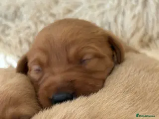 Labrador Retriever dogs 🐾 8 beautiful Labrador puppies - Advert 1
