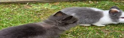Lionhead rabbits for sale: Adorable baby purebred lionhead bunnies  - Advert 16