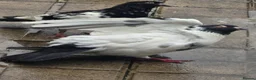 Pigeons birds for sale: Afghani pigeons for sale  - Advert 5