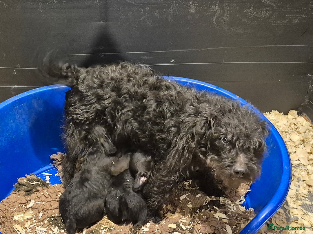 Patterdale Terrier dogs for sale: 3 Patterdale terrier bitch pups  - Advert 6