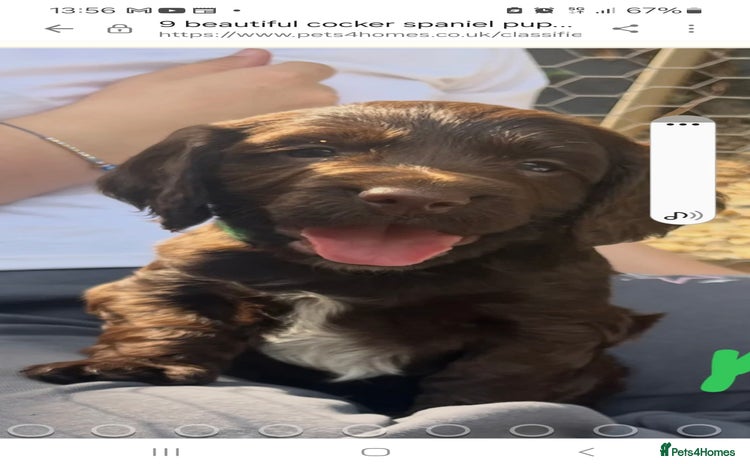 Cocker Spaniel dogs - Advert 1