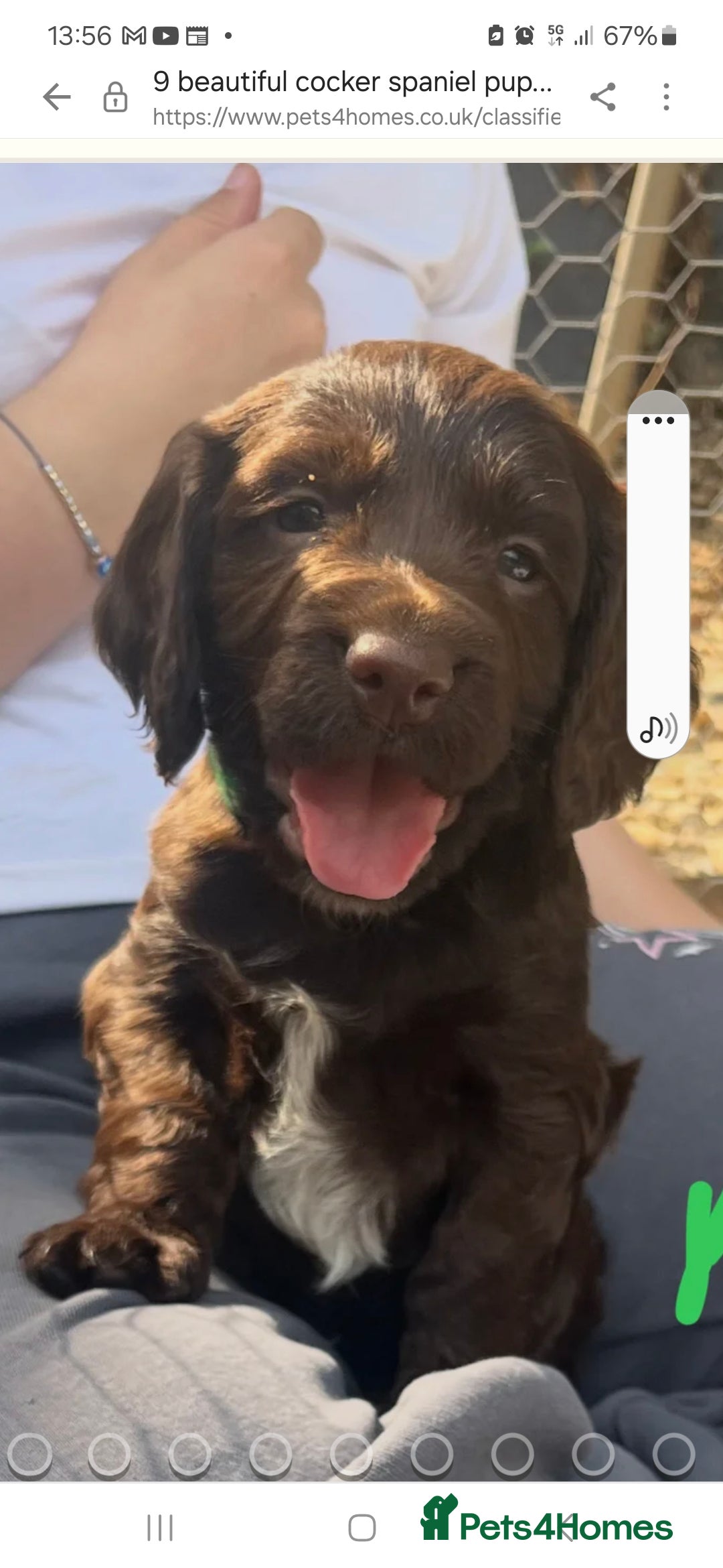 Cocker Spaniel dogs for sale: Cocker Spaniel  - Image 1