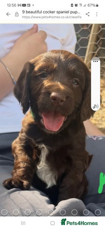 Cocker Spaniel dogs - Advert 14