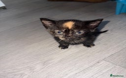 Mixed Breed cats for sale: 5 kittens for sale - Image 4