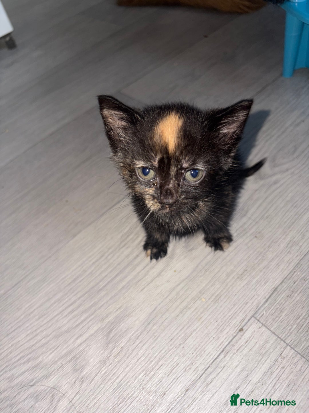 Mixed Breed cats for sale: 5 kittens for sale - Image 4