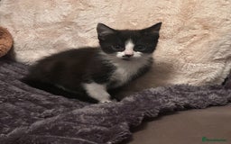 Mixed Breed cats for sale: 3 Beautiful Kittens  - Image 5