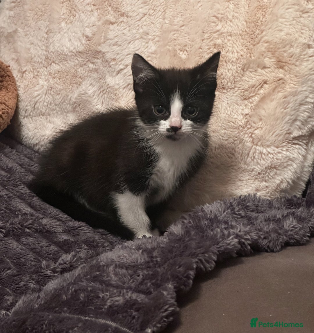 Mixed Breed cats for sale: 3 Beautiful Kittens  - Image 5