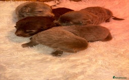 German Shepherd dogs for sale: Working KC GSD German shepherd puppies  - Image 23