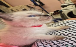Ragdoll cats for sale: Beautiful Ragdolls Parents health tested 💖 - Image 1