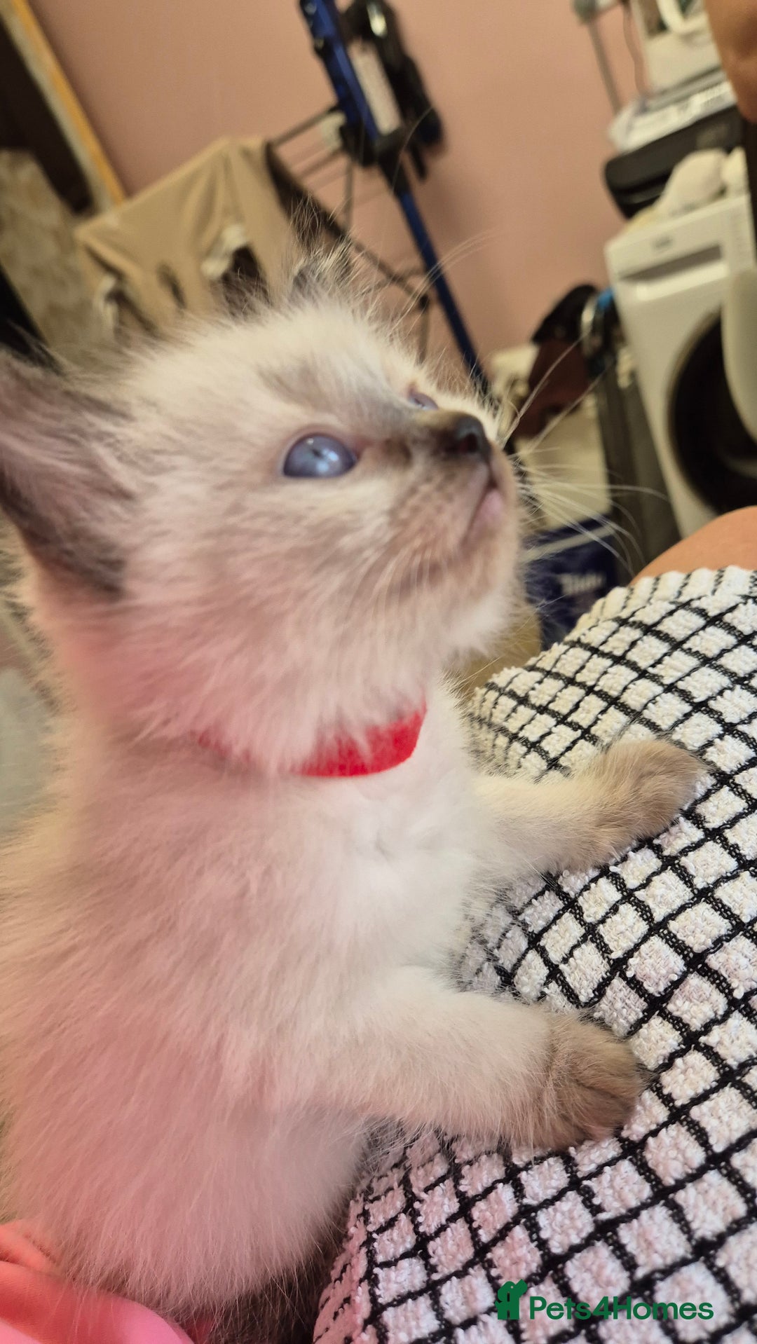 Ragdoll cats for sale: Beautiful Ragdolls Parents health tested 💖 - Image 1