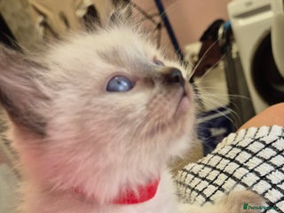 Ragdoll cats Beautiful Ragdolls Parents health tested 💖 - Advert 3
