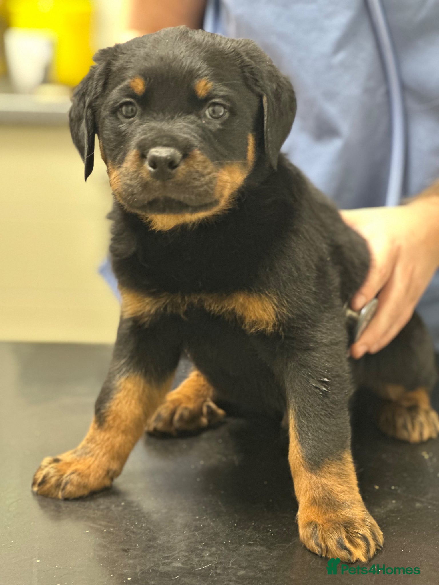 Rottweiler dogs Chunky Rottweiler Pups last 2 boys left  - Advert 4