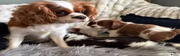 Cavalier King Charles Spaniel dogs for sale: KC REG EXCEPTIONAL EXTENSIVELY HEALTH TESTD PUPS  - Advert 18