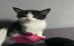 Mixed Breed cats for sale: Active kittens  - Image 3