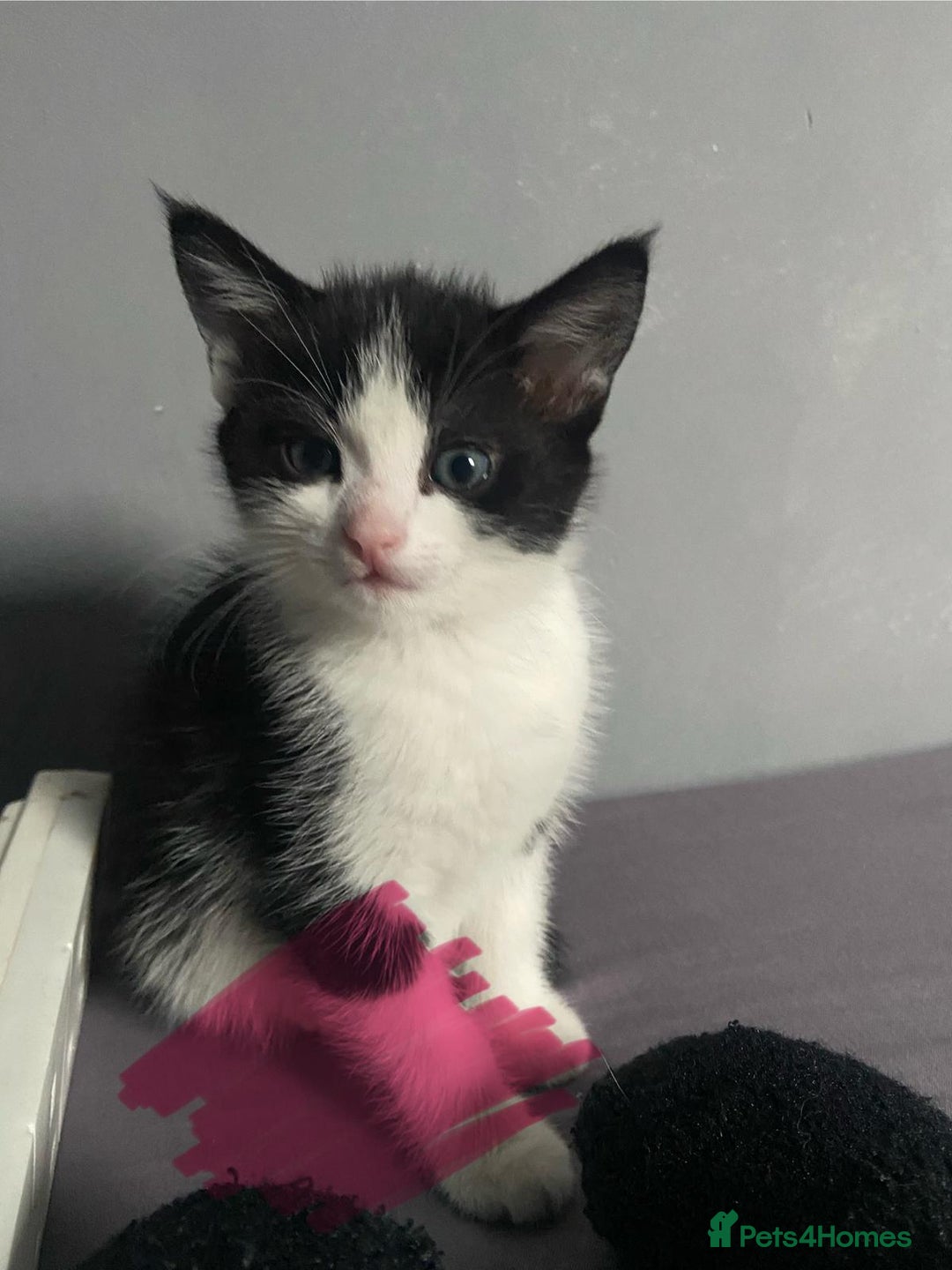 Mixed Breed cats for sale: Active kittens  - Image 3