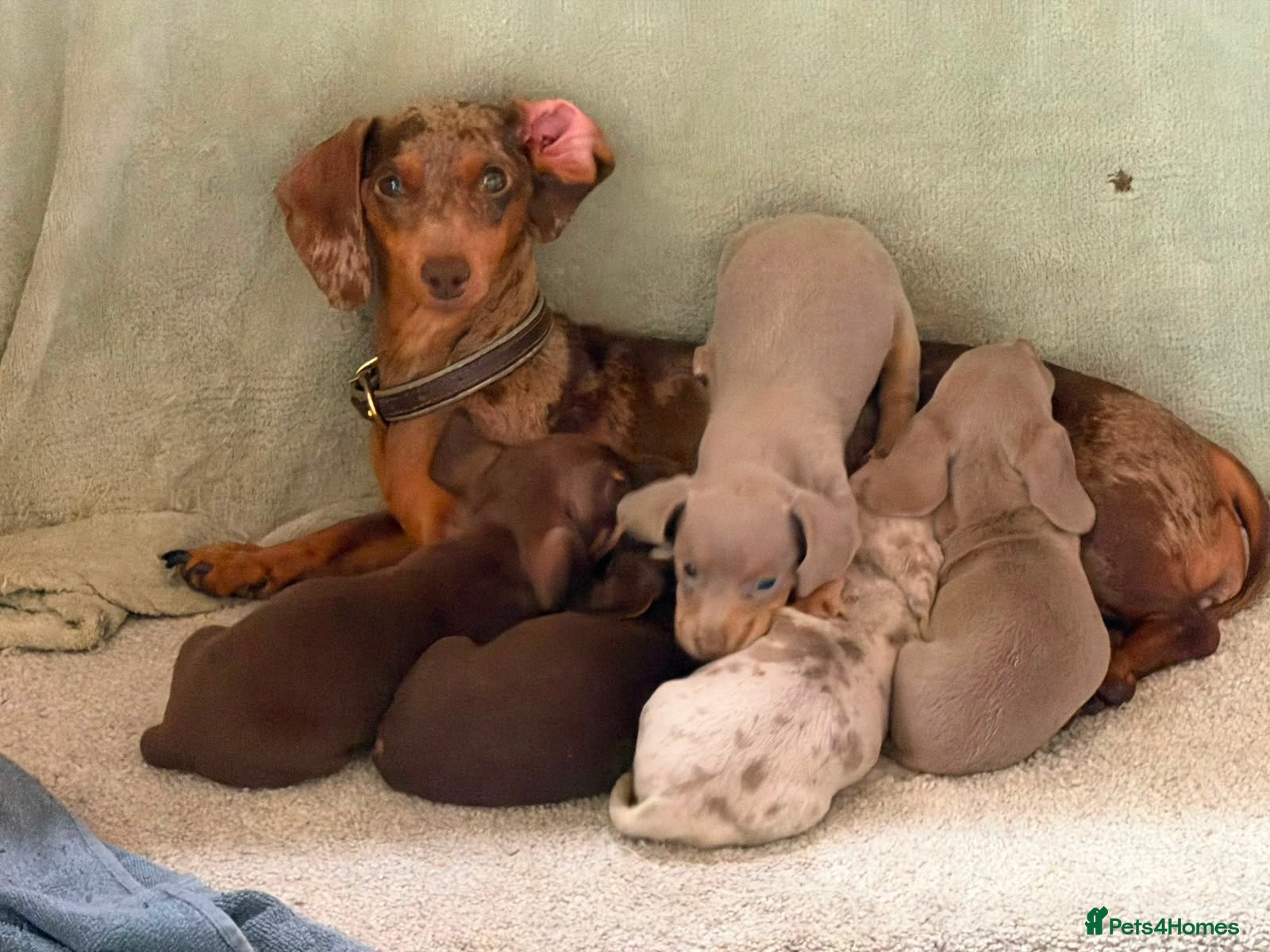 Miniature Dachshund dogs Mini Daschunds for Sale - Advert 1