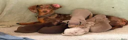 Miniature Dachshund dogs for sale: Mini Daschunds for Sale - Advert 1