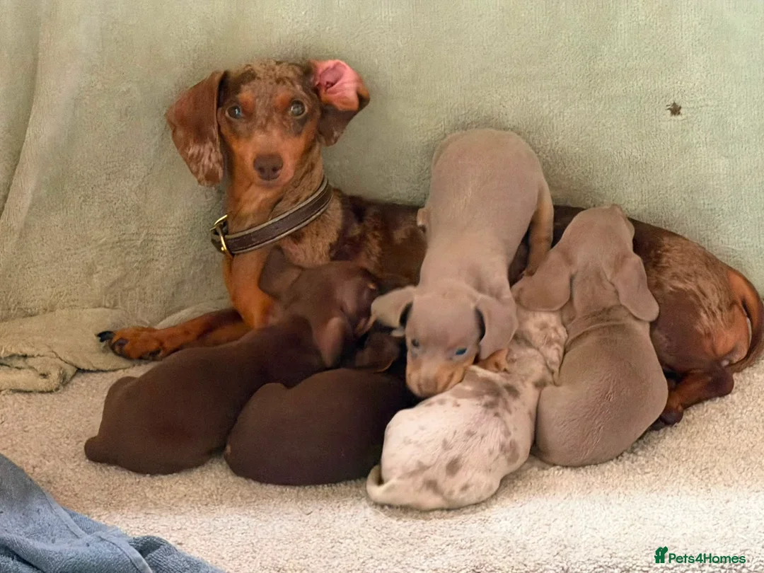 Miniature Dachshund dogs for sale: Mini Daschunds for Sale - Advert 1