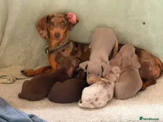 Miniature Dachshund dogs Mini Daschunds for Sale - Advert 2