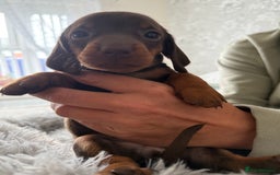 Dachshund dogs for sale: Beautiful litter of dachshund puppy’s  - Image 22