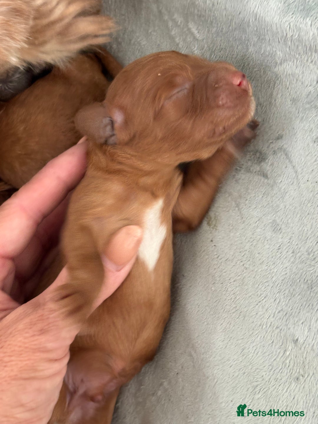 Cavapoo dogs for sale: Cavapoo F1b fully health tested  - Image 22