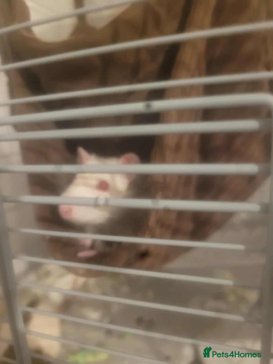 Rat rodents for sale: 2 male rats for sale in Chorley - Advert 2